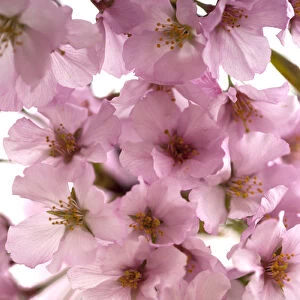 USA, District of Columbia, Washingon, Cherry Blossoms, Tidal Basin