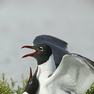 USA, Florida, Egmont Key State Park. Laughing gulls mating