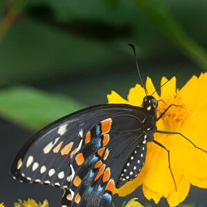 USA, Florida, Male Black swallowtail on yellow cosmos, Papilio polyxenes