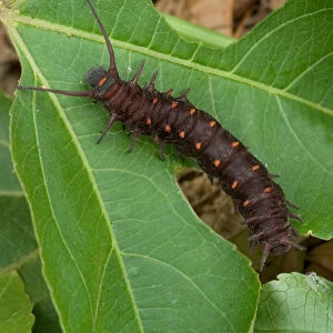 USA, Florida, Pipevine swallowtail caterpillar, Battus philenor