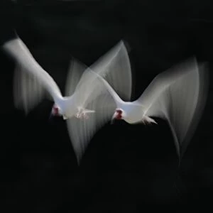 USA, Florida, Tampa Bay, Alafia Bank. White ibis pair blurred in flight