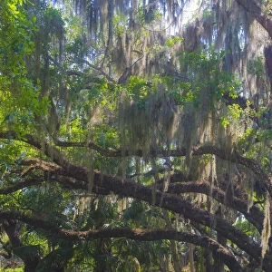 USA, Florida. Tropical garden, living oak with Spanish moss