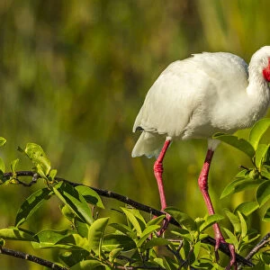 USA, Florida, Wakodahatchee Wetlands. White ibis in breeding color