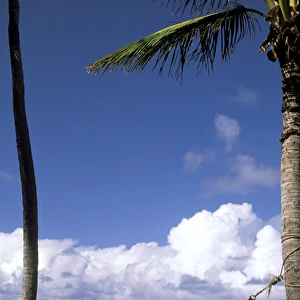 USA, Hawaii. Hammock and palms next to the sea