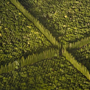 USA, Hawaii, Hilo. Aerial view of Macdamia Nut Farm trees