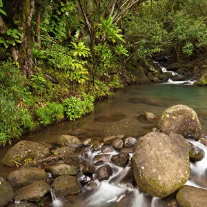 USA, Hawaii, Kauai. Creek flowing from a rainforest
