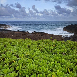 USA, Hawaii, Kauai, Poipu. Plants next to rocky coastline