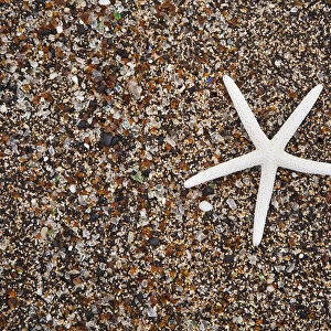 USA, Hawaii, Kauai. Starfish skeleton on Glass Beach
