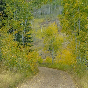 USA, Idaho, Highway 36 west of Liberty dirt road and Aspens in autumn