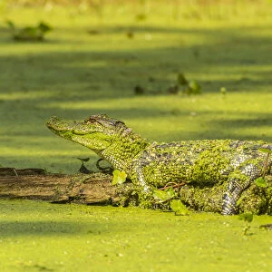USA, Louisiana, Lake Martin. Alligator basking on log