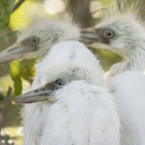 USA, Louisiana, Millers Lake. Little blue heron chicks