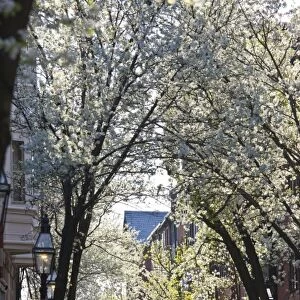 USA, Massachusetts, Boston, Beacon Hill. Pinckney Street, spring blossoms