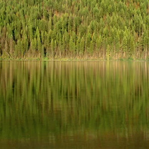 USA, Montana, Glacier National Park, Conifer forest reflects in Kintla Lake