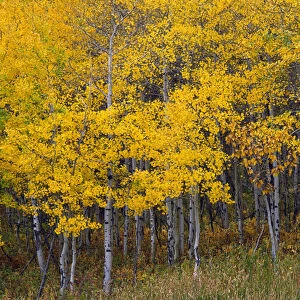 USA, Montana, Glacier National Park, Autumn-colored grove of quaking aspen (Populus