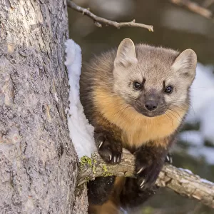 USA, Montana, Shoshone National Forest. Pine marten close-up in winter. Credit as