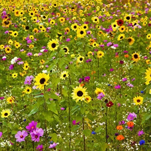 USA, New Hampshire meridian planted with sunflowers and cosmos flowers along Interstate