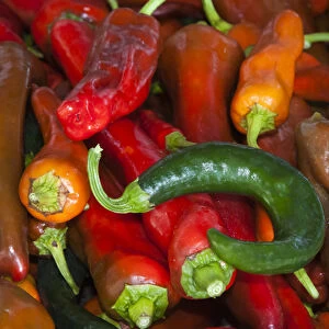 USA; North America; Georgia; Savannah; Fresh colorful organic peppers at a Farmer s