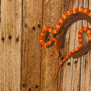 USA, North Carolina. Amelanistic corn snake climbing on horseshoe
