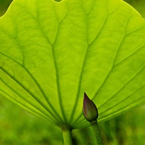 USA; North Carolina; Lotus leaf and bud with back lighting