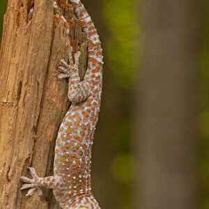 USA, North Carolina. Tokay gecko on a tree stump