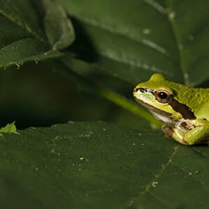 USA, Oregon, Eugene, West Eugene Wetlands, Pacific Green Tree Frog, (Pseudacris regilla)