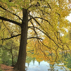 USA, Oregon, Portland. Pond at Laurelhurst Park
