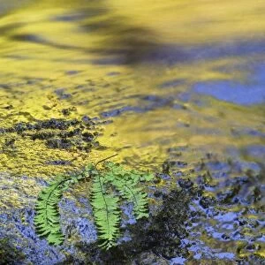 USA, Oregon. Reflections in stream with fern on rock