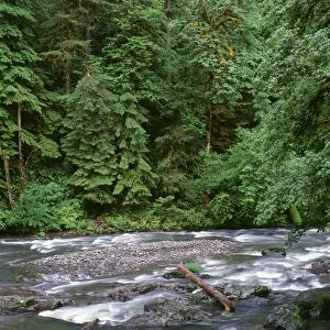 USA, Oregon. Willamette National Forest, South Santiam River and lush old growth forest