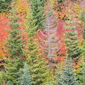 USA, Stampede Pass, Washington State, Cascade Mountains with reds of Vine Maple trees