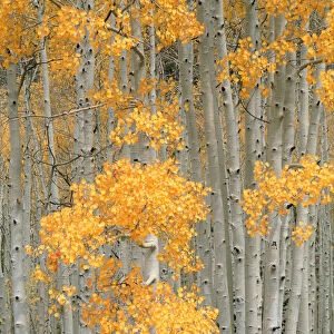 USA, Utah, Aspen gove (Populus tremuloides) in autumn on Fish Lake Pleateau near