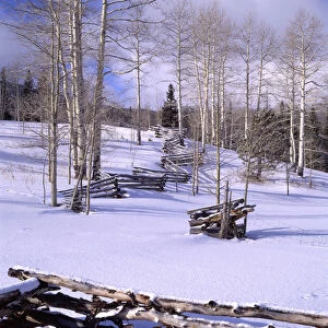 USA, Utah, Aspen Trees, Snow, Winter, Log Fence