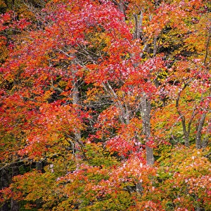 USA, Vermont, Fall foliage in Green Mountains at Bread Loaf, owned by Middlebury College