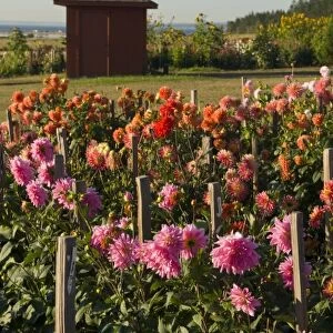 USA, WA, Whidbey Island. Dahlias grow profusely in Whidbeys climate. View beyond