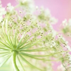 USA, Washington, Close-up of cow parsnip (Heracleum lanatum) flower with colorful background