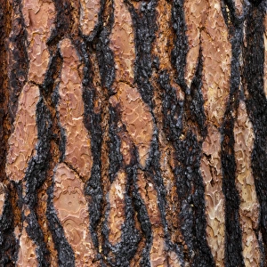 USA, Washington, Columbia River Gorge National Scenic Area. Ponderosa pine bark with fire scars