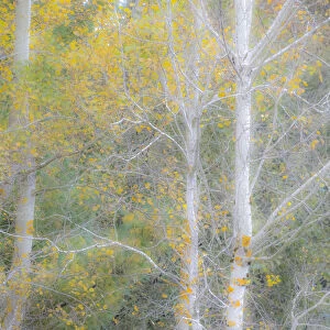 USA, Washington State, Bellevue birch trees with golden fall colors