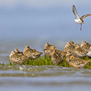 USA, Washington State. A panorama assemblage of shorebirds at Bottle Beach on Grey s