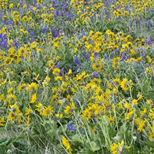 USA, Washington State. Panorama of Columbia River Gorge covered in arrowleaf balsamroot and lupine