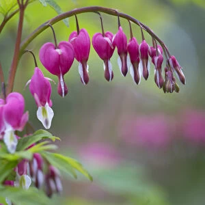 USA, Washington State, Row of Bleeding Heart (Dicentra spectabilis) flowers in a