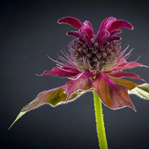 USA, Washington State, Seabeck. Bee balm flower close-up