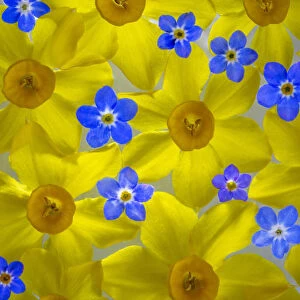 USA, Washington State, Seabeck. Narcissus and Forget-me-not flowers