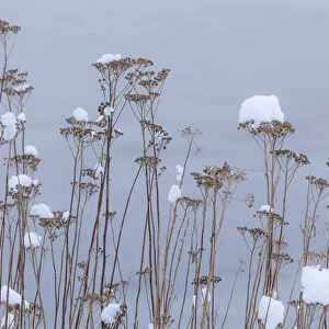 USA, Washington State, Seabeck. Snow-topped tansy plants in winter