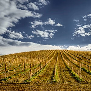 USA, Washington, Yakima Valley. New planting at Owen Roe vineyard and winery in Yakima