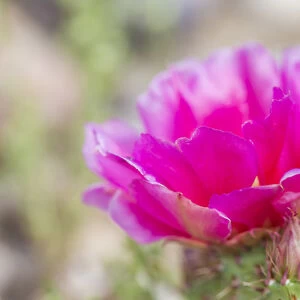USA, Wyoming, Lincoln County, a pink Prickly Pear cactus blooms in June