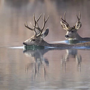 USA, Wyoming, Sublette County, Mule deer bucks swimming lake to migrate