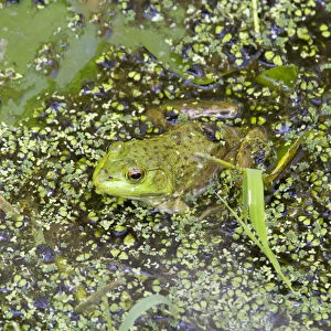 WA, Juanita Bay Wetland, Bullfrog, female (Rana catesbeiana)