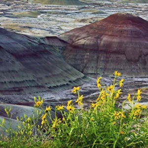 Yellow flowers, Painted Hills, John Day Fossil Beds National Monument, Mitchell, Oregon, USA