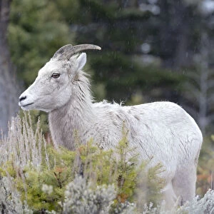 Yellowstone National Park, female bighorn sheep