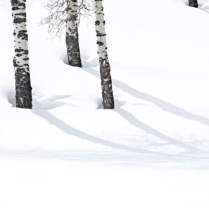 Yellowstone National Park, Lamar Valley. Aspen trees cast shadows on the snow