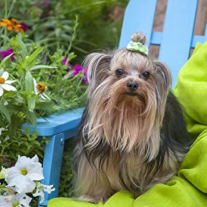 Yorkshire Terrier sitting on blue chair with green fabric